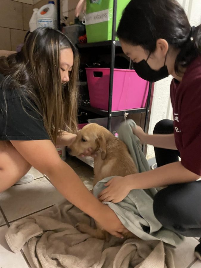 Ella Na, sophomore, left, and Esther Chung, junior, right, dry a dog after the washing rotation was completed. Starting at 9 am, all RAISE volunteers split into pairs at several rotations to give dogs a walk and bath.