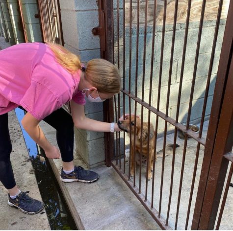 Kasia Alexander, freshman, pets a dog in a shelter at Volunteer In Defense of Animals (VIDA) rescue center in Rowland Heights. Brea RAISE Humane Foundation volunteered on Nov. 13 at VIDA by washing dogs, cleaning kennels and shelters, and washing litter boxes.