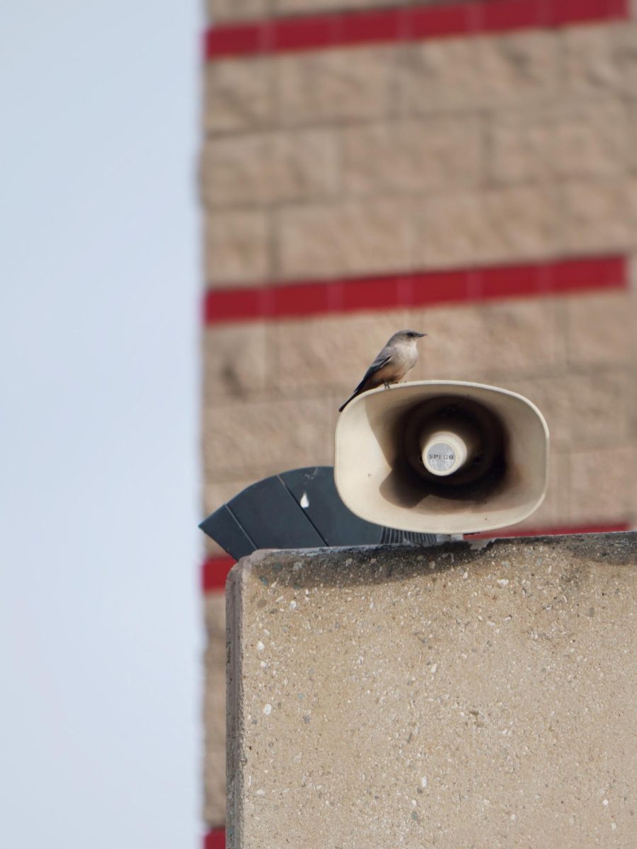 A Say's Phoebe perched on top of a megaphone. The Say’s Phoebe often returns to the same nesting site every year. These birds commonly use the school’s light fixtures as safe nesting areas.