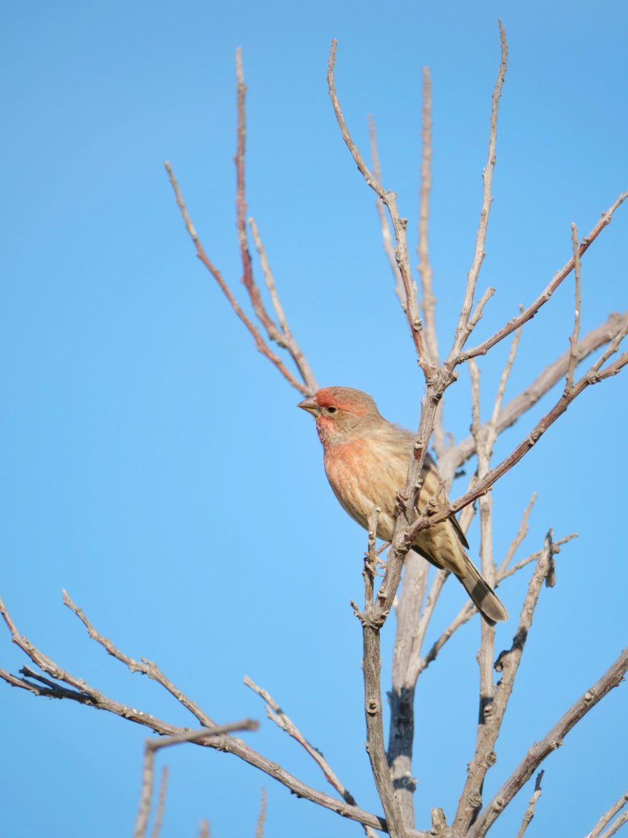 A male house finch perched on branches located in the garden bed in the quad. Males exhibit vibrant red feathers around their face.