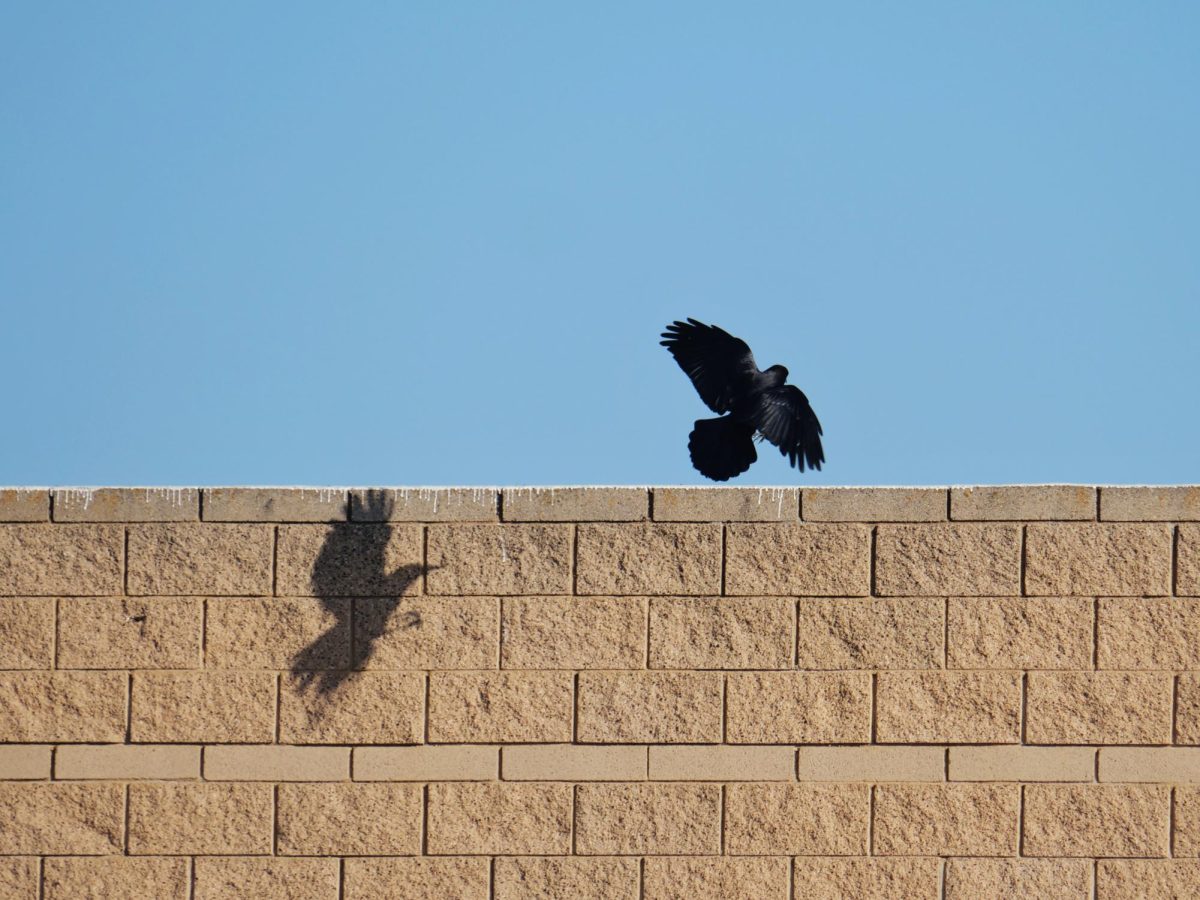 An American crow mid-landing on top of the Performing Arts Center. Crows are often seen around BOHS carrying materials such as left-behind wrappers. Crows are known for their foraging abilities, and have even been filmed making tools.