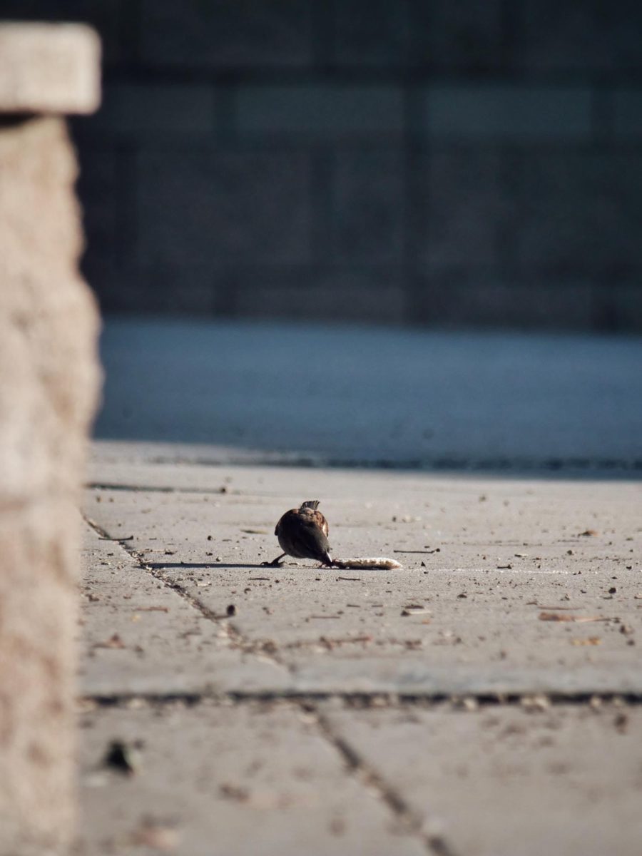 A house sparrow pecking at an abandoned Uncrustables from a student lunch in the quad. Although not native, these are some of the most common birds that live throughout North America, preferring to live among manmade structures.