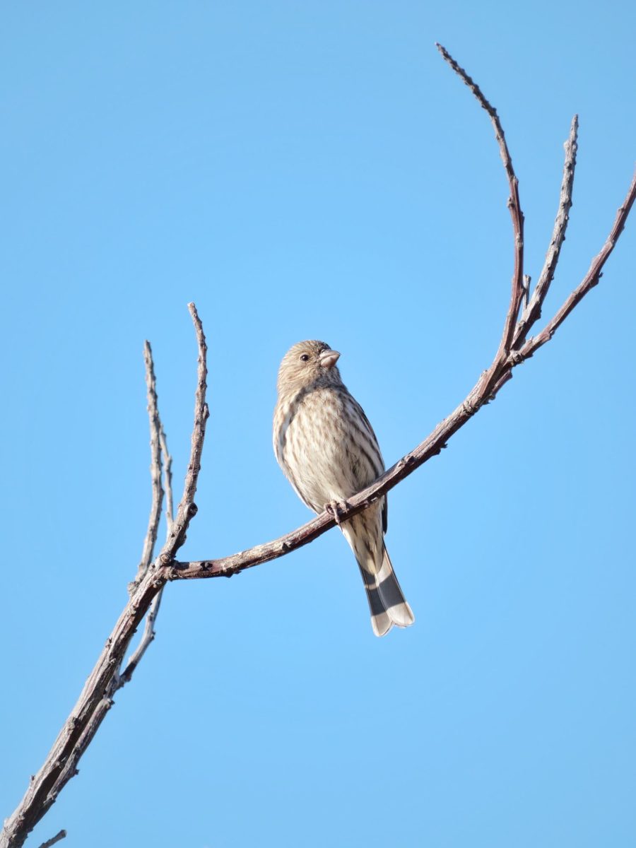 A female house finch perched on branches located in the garden bed in the quad. Females are gray in coloration to blend in with branches and foliage. 