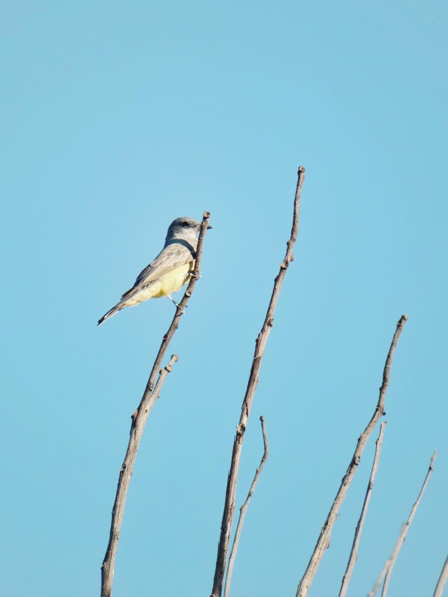 A Cassin's Kingbird perched on a branch overlooking the lower parking lot. These loud and aggressive birds even attack hawks that get too close to their nests. After coming to the United States for the summer, these birds will migrate to Mexico to spend the winter.