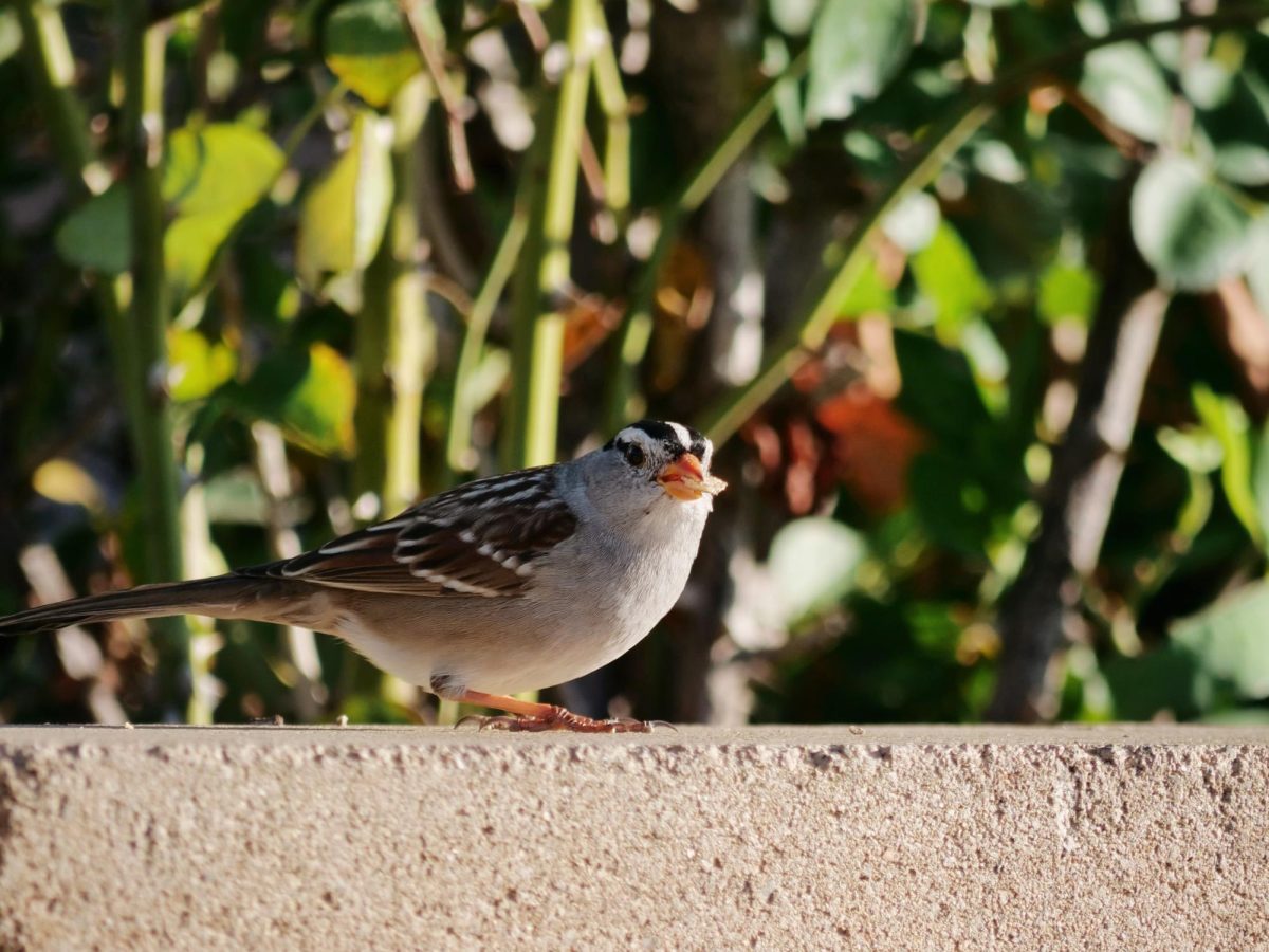 An adult white-crowned sparrow perched on a garden bed in the quad. Juvenile white-crowned sparrows’ head patterns are brown and grey, but when they mature, they becomes black and white.