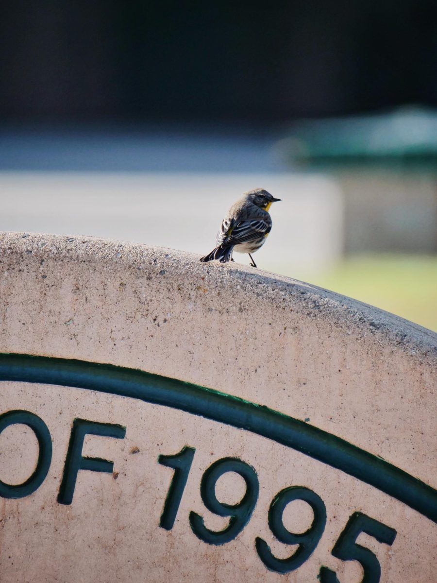 A male myrtle warbler perched on the Class of 1995 bench in the quad. The myrtle warbler is a subspecies of the yellow-rumped warbler. Female myrtle warblers have lighter coloring than males.