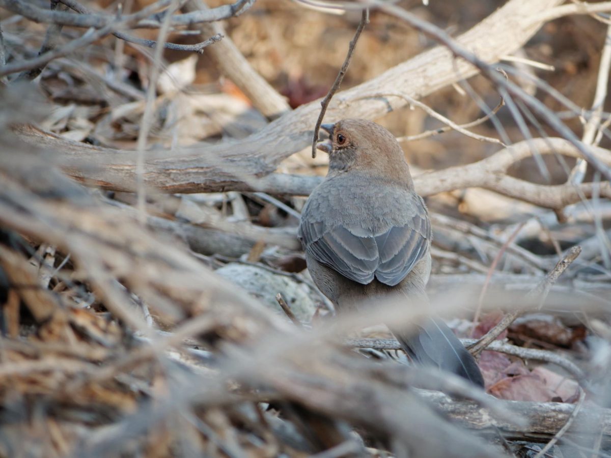 A California Towhee digging and searching for food in the brush near the BOHS baseball courts. Although poison oak can be a nuisance to humans, the California Towhee builds nests in the branches and feeds off the fruits of this dangerous plant.