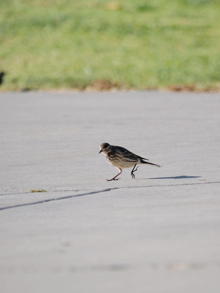 An American Pipit traveling in a flock and searching for small insects to feast on. These birds breed in the Arctic in the summer, then migrate south to the United States in the winter. 