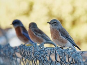 A male (far left) perched on a BOHS fence next to two female Western Bluebirds. Male Western Bluebirds have vibrant blue feathers with an orange belly, while females are a duller shade of gray with blue accents on their wings.