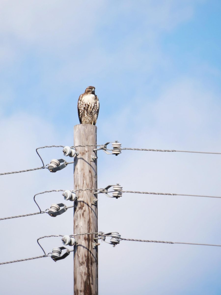 A red-tailed hawk perched atop a utility pole scanning for food behind BOHS's north wing. Red-tail hawks are carnivores, and the abundance of small bird species and wildlife around the BOHS campus contribute to the hawk’s diet.