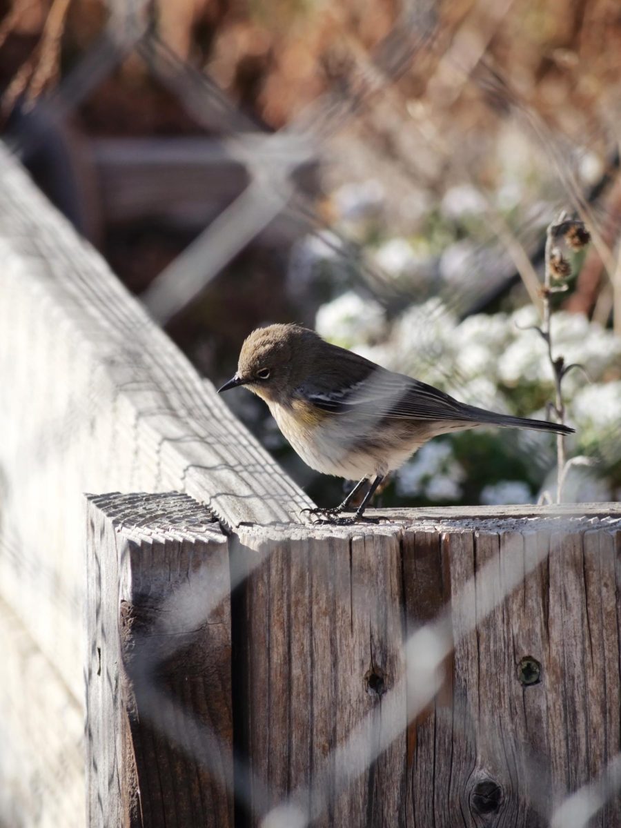 An immature myrtle warbler foraging through a small enclosed garden behind the school. The adult plumage will soon grow in and display vibrant shades of yellow and gray.