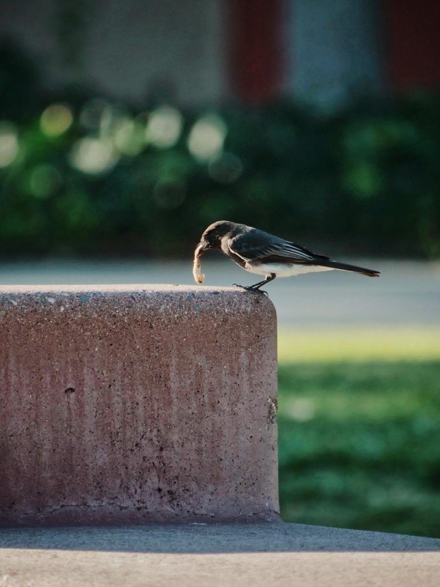 A Black Phoebe slamming a beetle larva against a stone bench before swallowing it whole. Black Phoebes can be found on the western coasts of North America, preferring to stay near bodies of water.