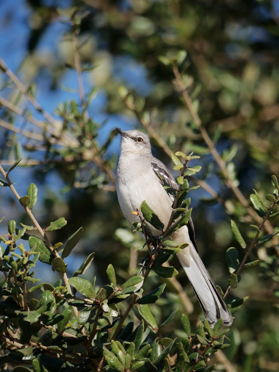 A northern mockingbird perched on a tree in the quad, defending its territory. These birds, as in the name, not only mimic the songs and calls of other birds, but other sounds as well, including creaking gates and car alarms to attract a mate.