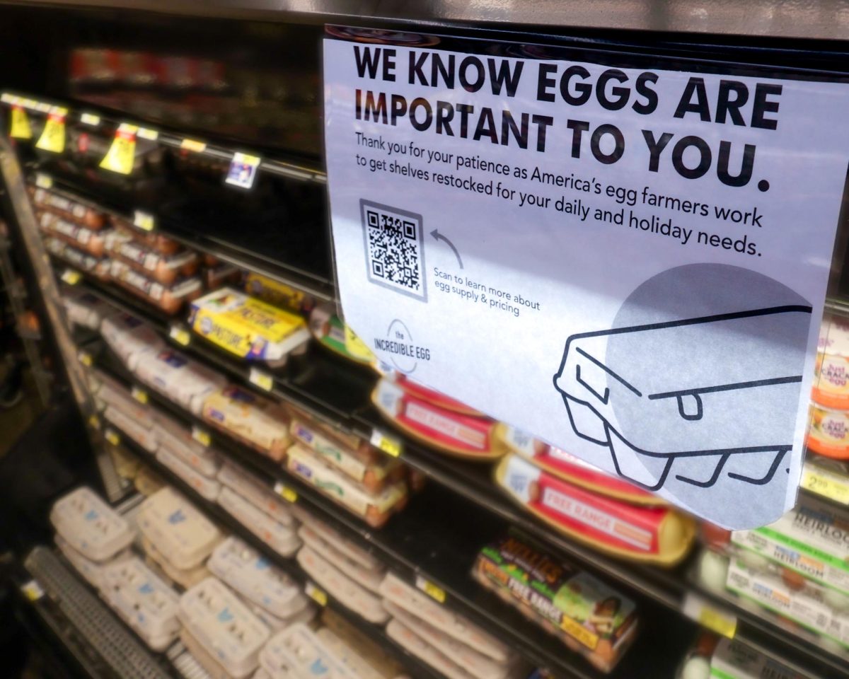 Newly stocked egg shelves at the East Imperial Highway Albertsons where the price of a dozen Grade A costs $12.99, reflecting the doubling of egg prices since February 2024 as result of the bird flu outbreak.
