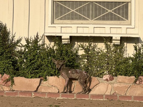A coyote stands in a front yard near Wardman Drive in Brea. Sightings of coyotes in the area are becoming more common as development encroaches on open space.